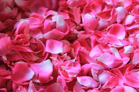 pictures of rose petals